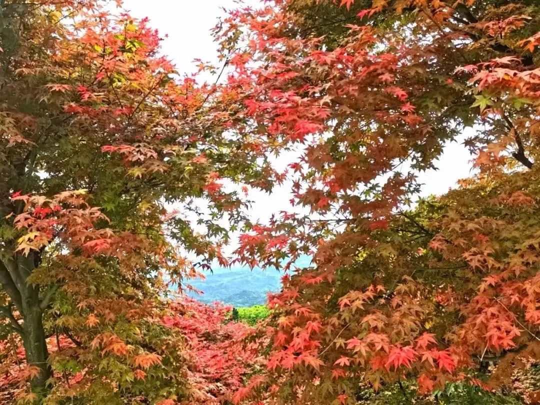 南京旅游景点顺序,南京旅游景点及出行交通