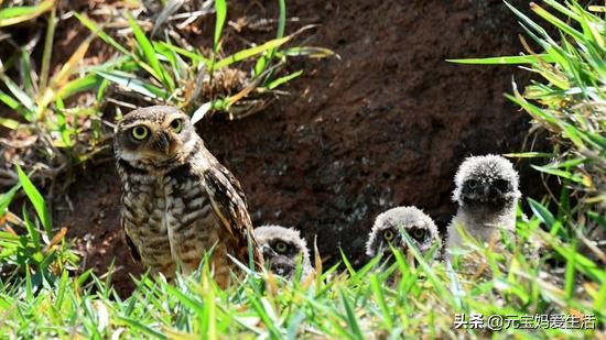 鸟窝下雨不会淋雨吗,鸟窝不能遮风挡雨为啥鸟还要搭