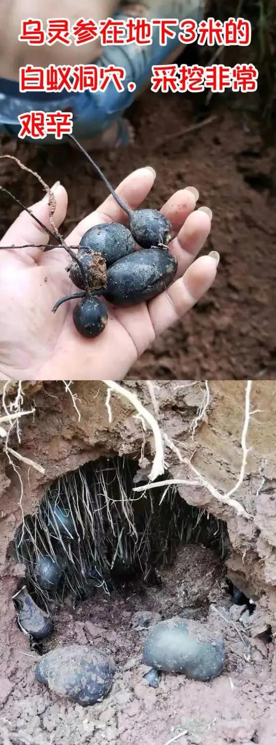 白蚁窝里的稀有菌类 (白蚁窝长出来的蘑菇)