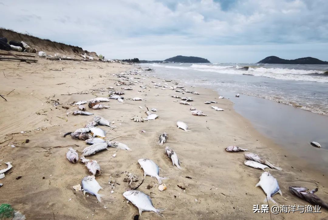 深水网箱养殖怎么选择海域,台风暹芭对沿海养殖有什么影响