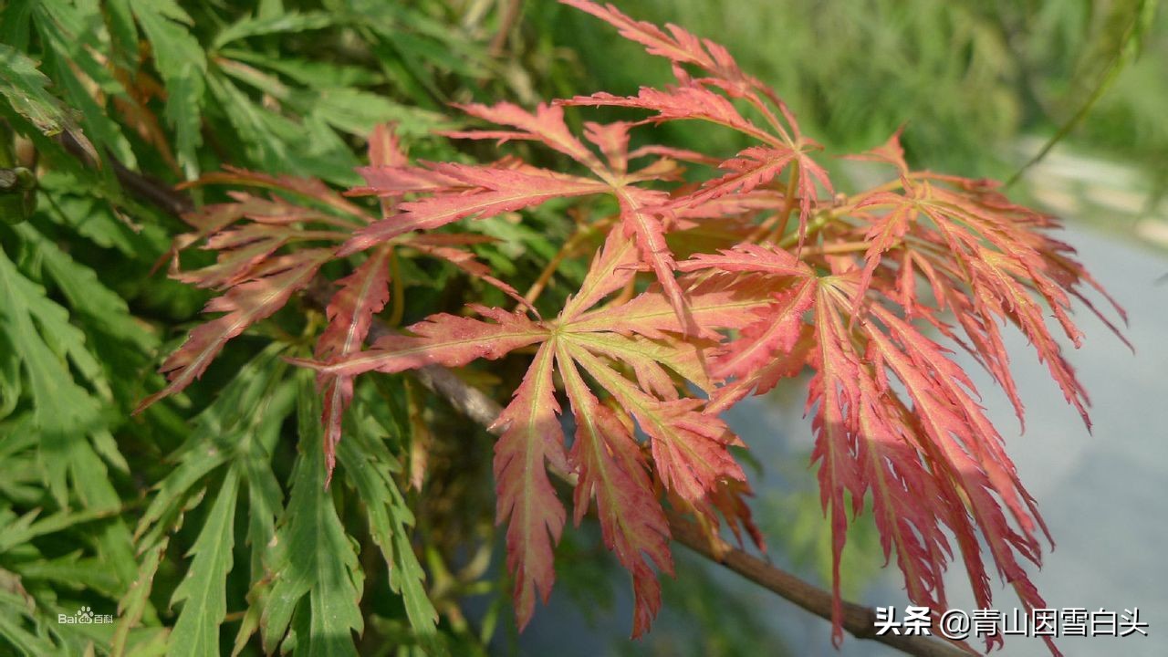 秋枫八角枫,八角枫与秋枫