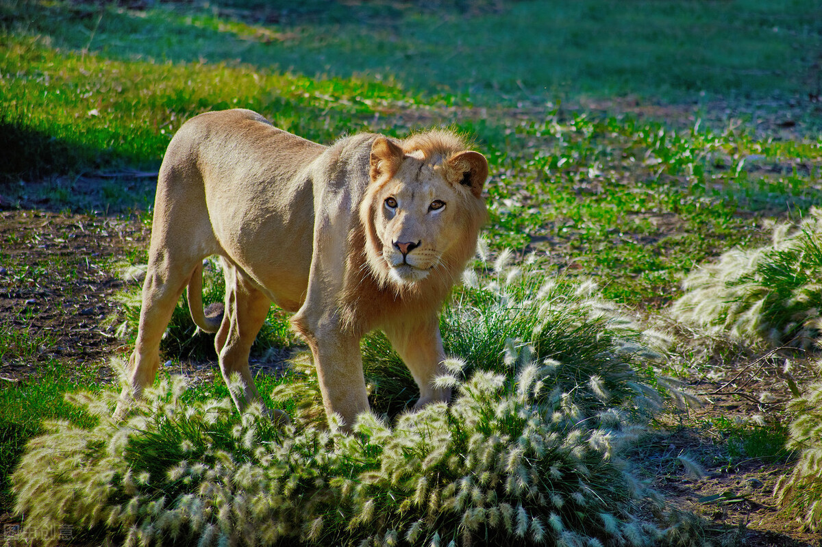 野兽高清壁纸,欧美美女与野兽壁纸