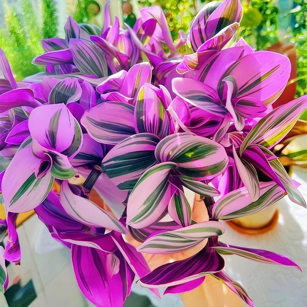 家里光线差就养这几种花,什么花散射光就可以养好