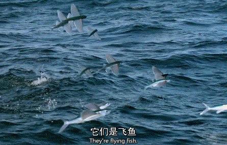 这几部口碑爆棚的宝藏纪录片,国庆孩子必看的8部神级纪录片