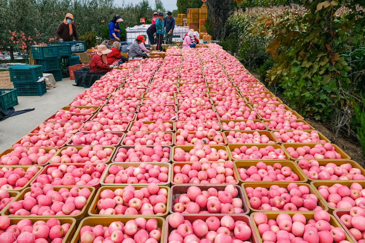春节前行情会上涨的3种蔬菜,春节期间最热门的生意