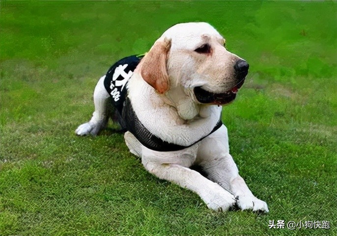 金毛拉布拉多犬的优点和缺点,新手养金毛老手养拉布拉多