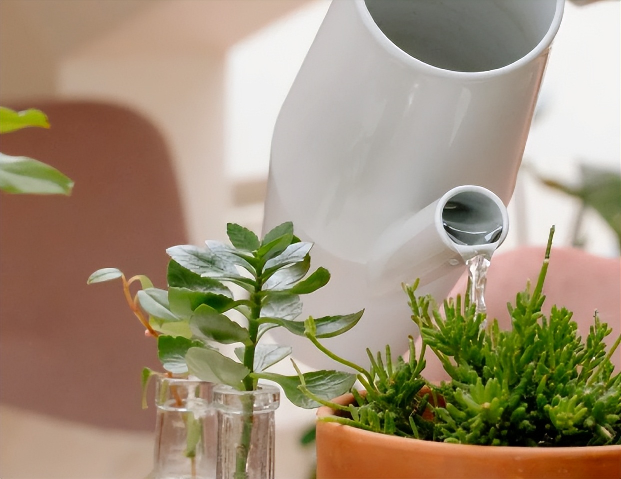 月季水浇多了叶子萎蔫还能活吗,杜鹃花水浇多了叶子蔫了如何处理