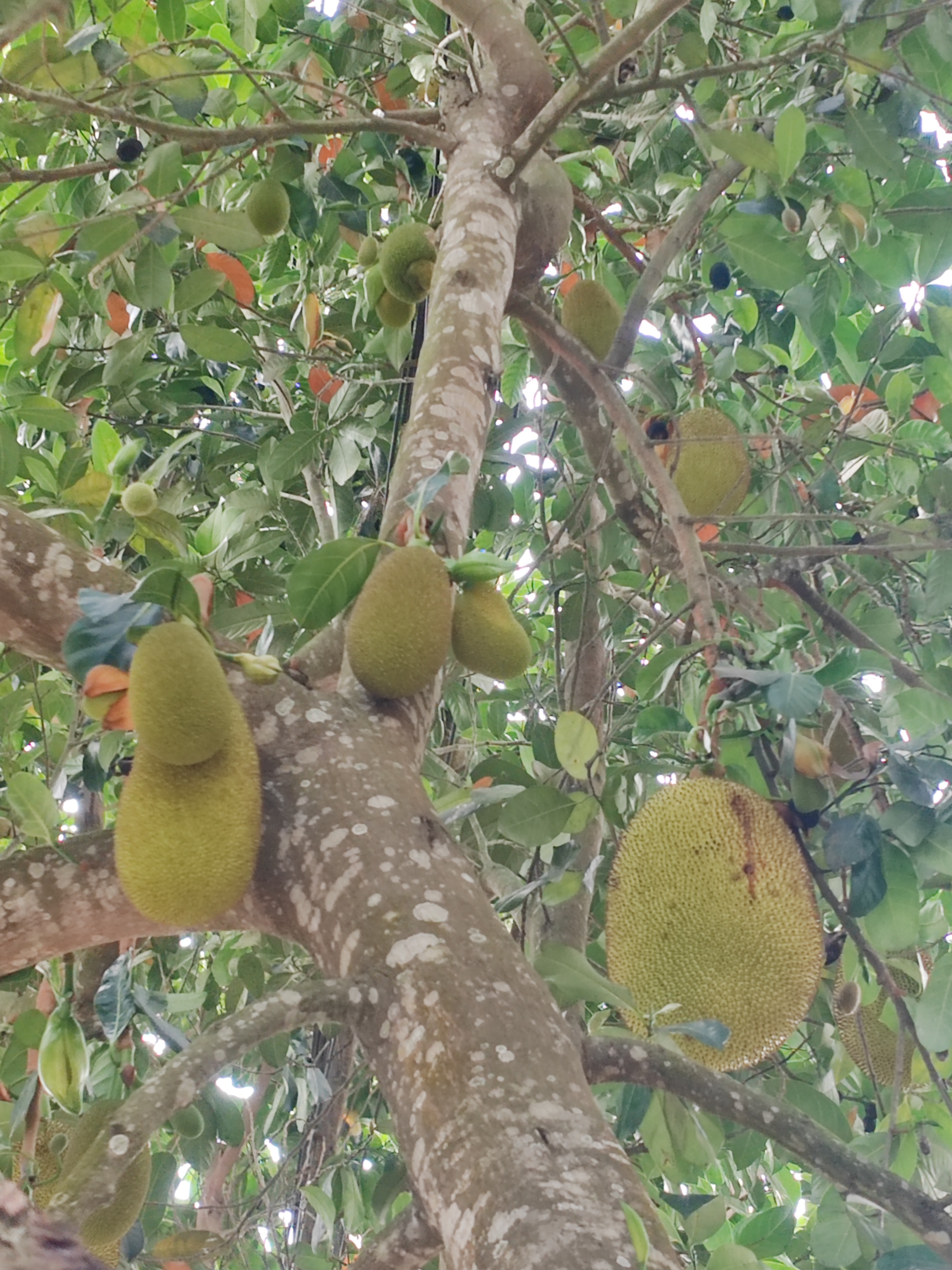 西双版纳傣族村寨和傣族园,西双版纳美丽的傣族园