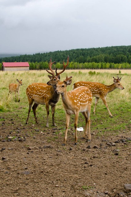 养殖梅花鹿鲜鹿茸一年收入,养殖梅花鹿一头要多少成本