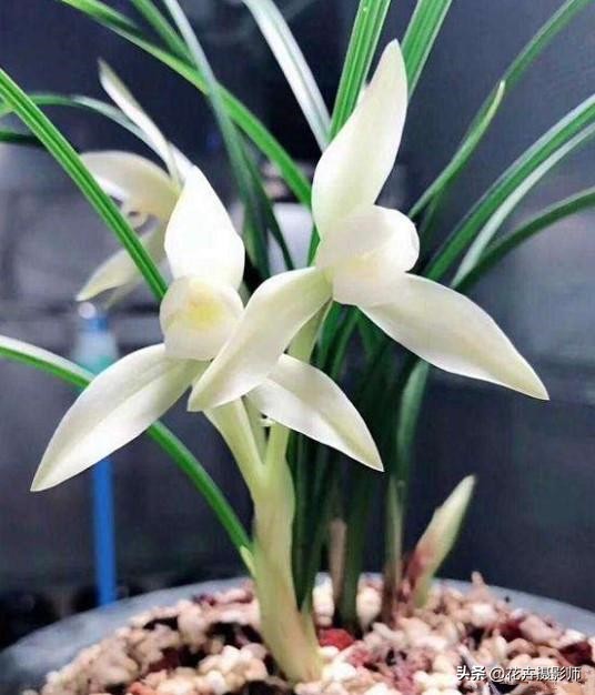 我国独有的“雪中花”，清新脱俗，开品端正，还不赶紧去捡漏