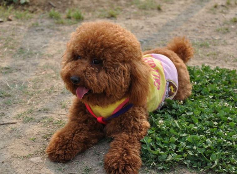 泰迪生病什么表现,泰迪生病的各种症状