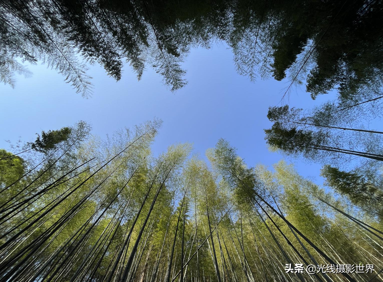 永川茶山竹海风景区门票优惠政策,永川茶山竹海2021年旅游日免费吗