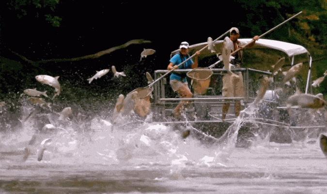 鱼跳出水面是地震前兆吗,鱼浮出水面是地震前兆吗