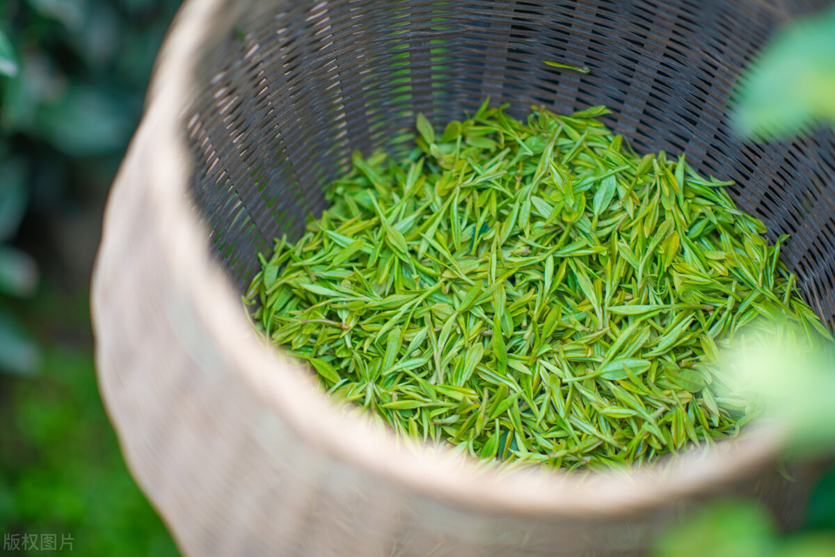 中国13大名茶爱茶人士必知茶知识,贵州茶叶中入选中国十大名茶的是