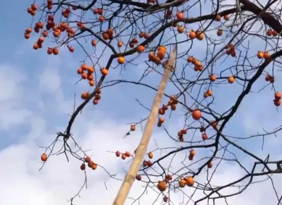 种植柿子发家致富,柿子种植致富经历