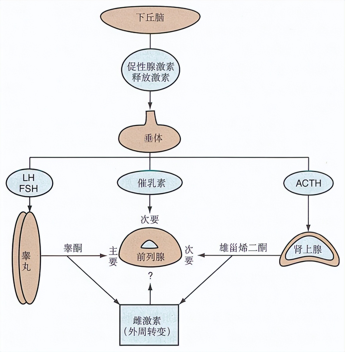 北医三院泌尿科专家治疗前列腺,关爱男性医学科普
