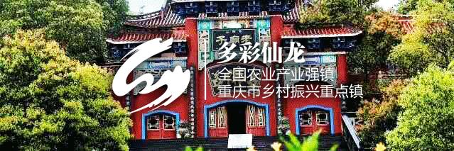 永川仙龙油菜花基地,仙龙油菜花节