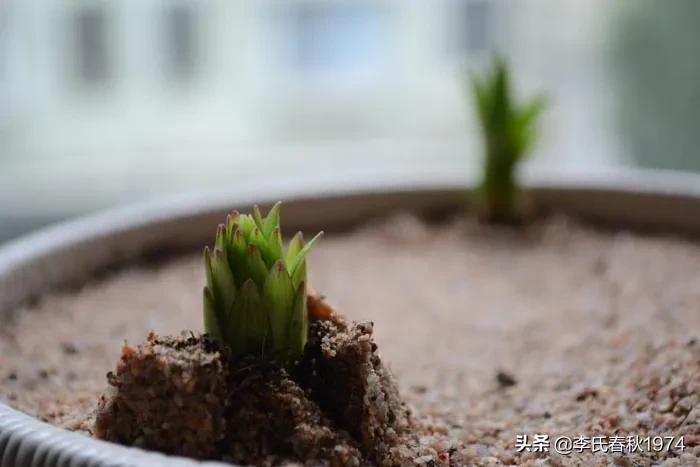 百合可以种在封闭阳台吗,阳台百合