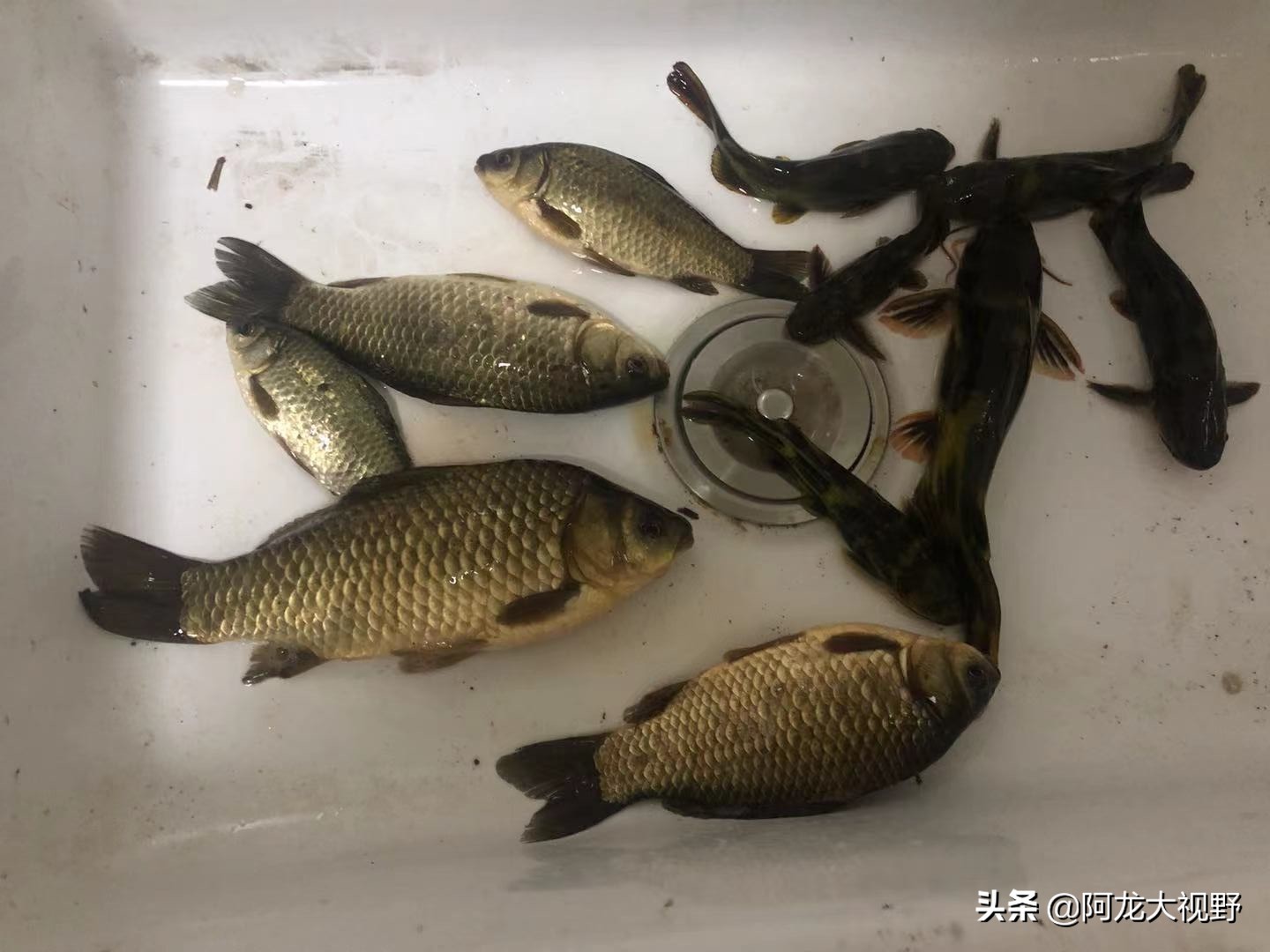 野钓：小河道巧夺大板鲫和黄骨鱼！分析得当，渔获自然少不了