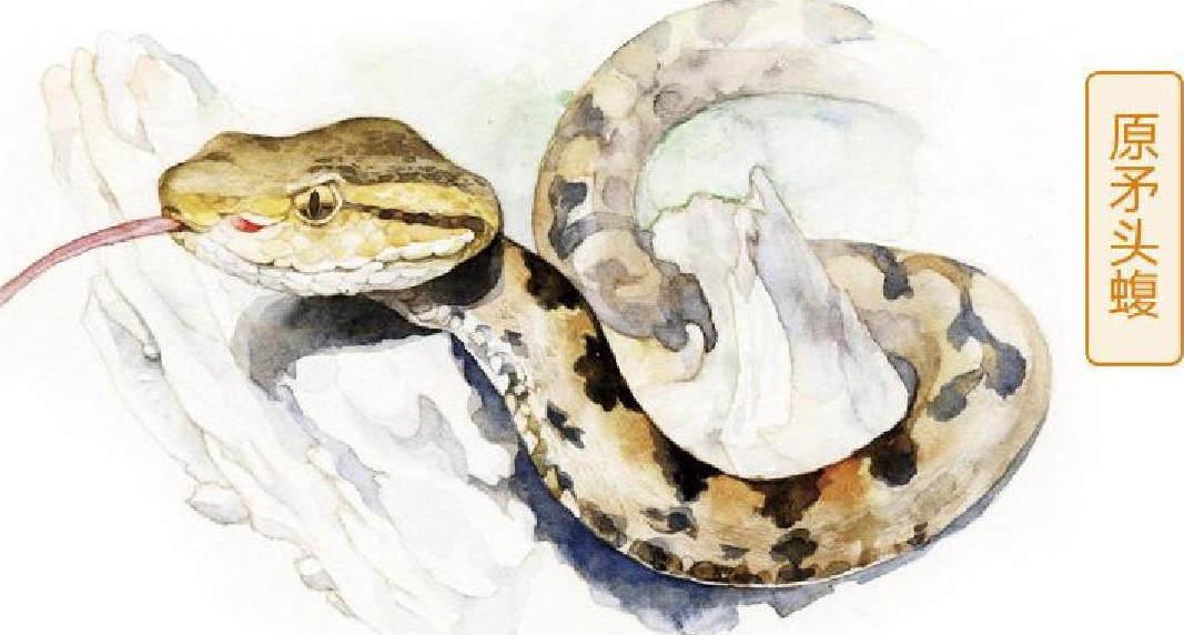 莽山烙铁头5000一条是真的吗,莽山烙铁头和大熊猫哪个珍稀