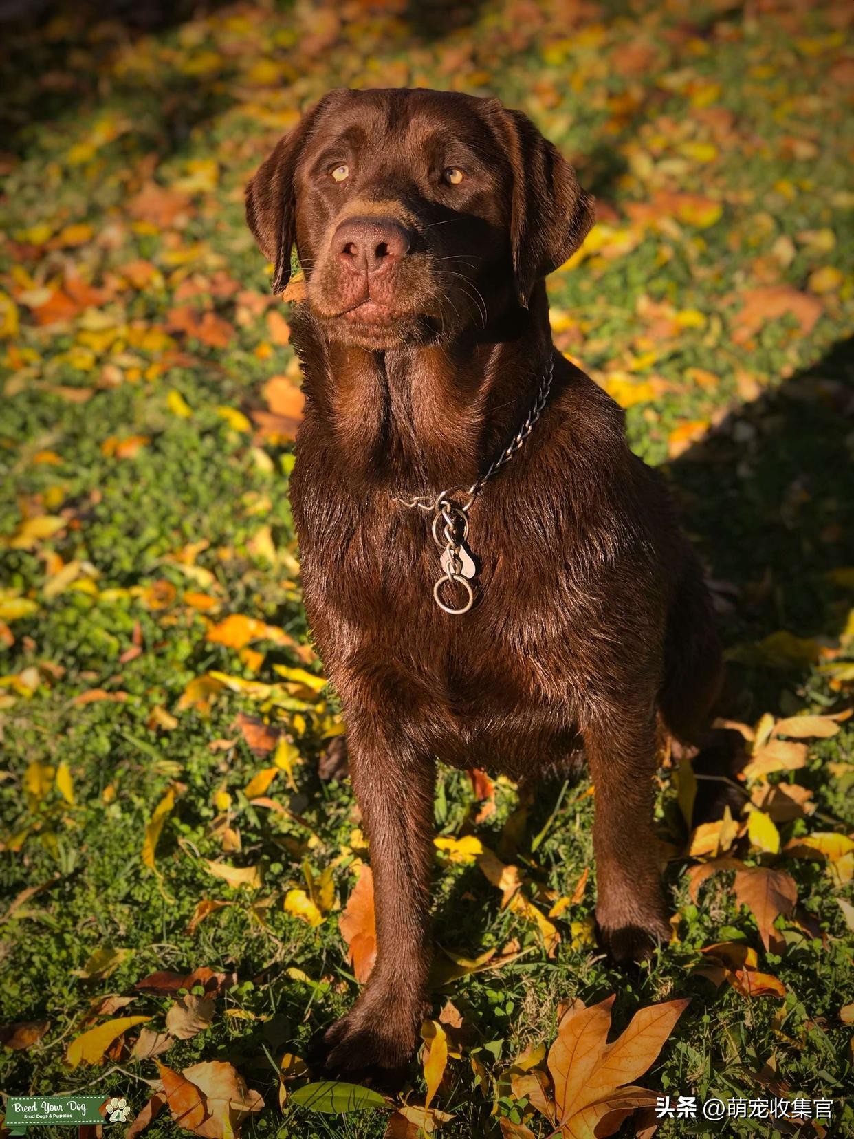 这是一个领养代替购买的故事，给与一个流浪狗新生，我们得到什么