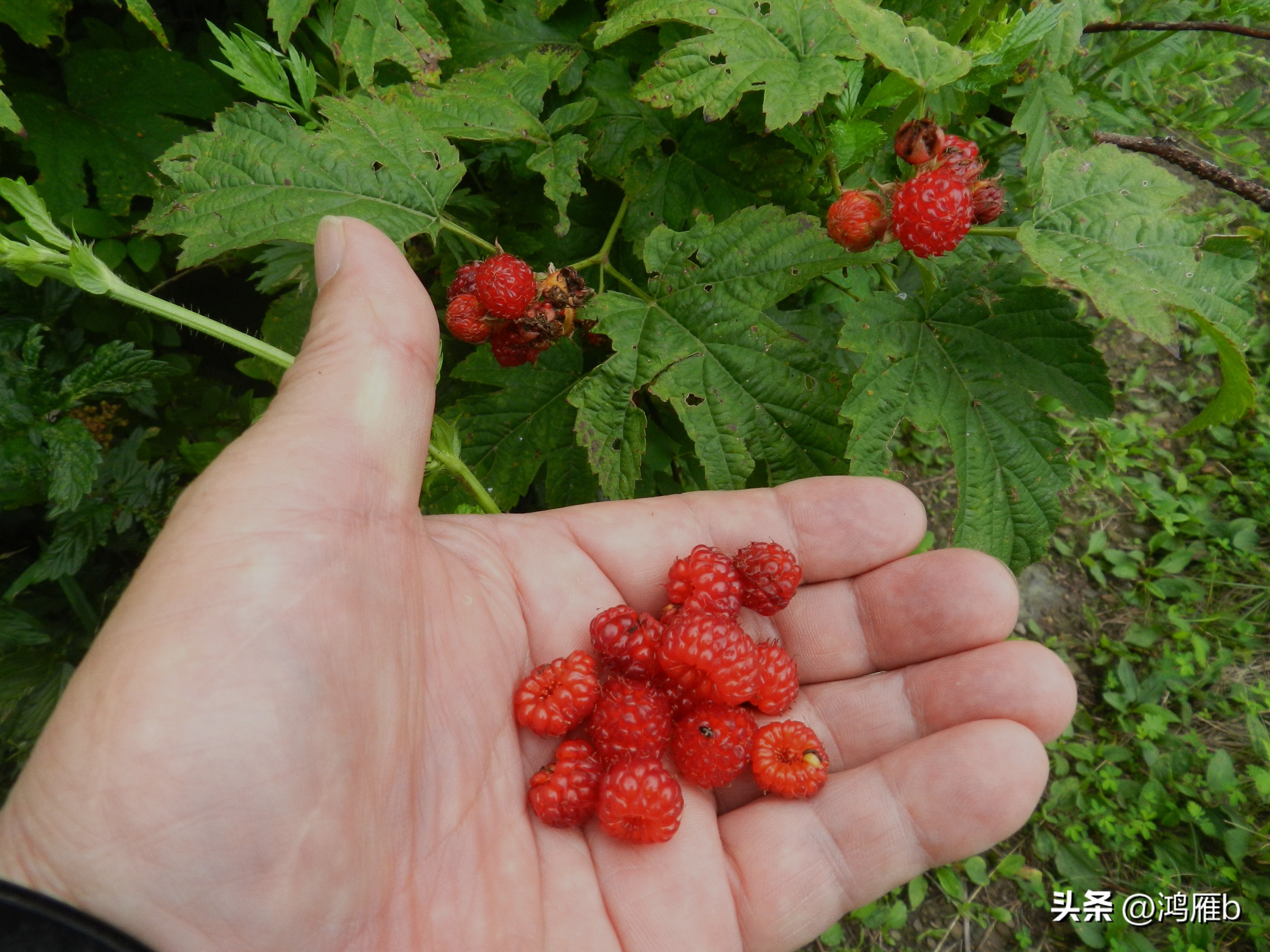 又到了吃薄荷的季节,又到了吃藕梢子的季节