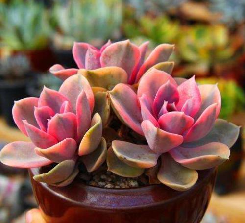 名贵的花卉就一定难养吗,花市的花怎么养得那么好