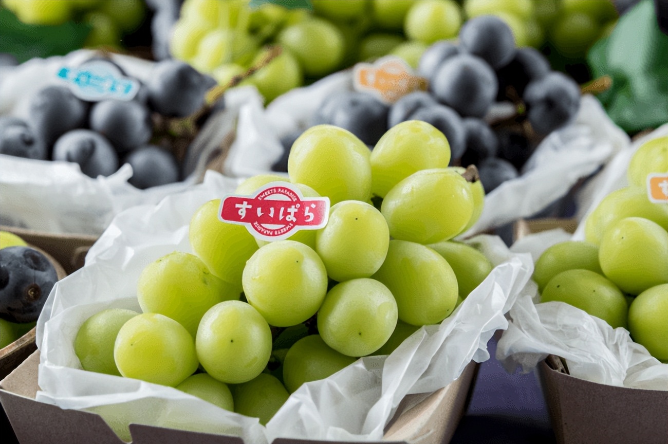 高端葡萄被“不正当带入”中国,导致日本每年损失100亿日元?