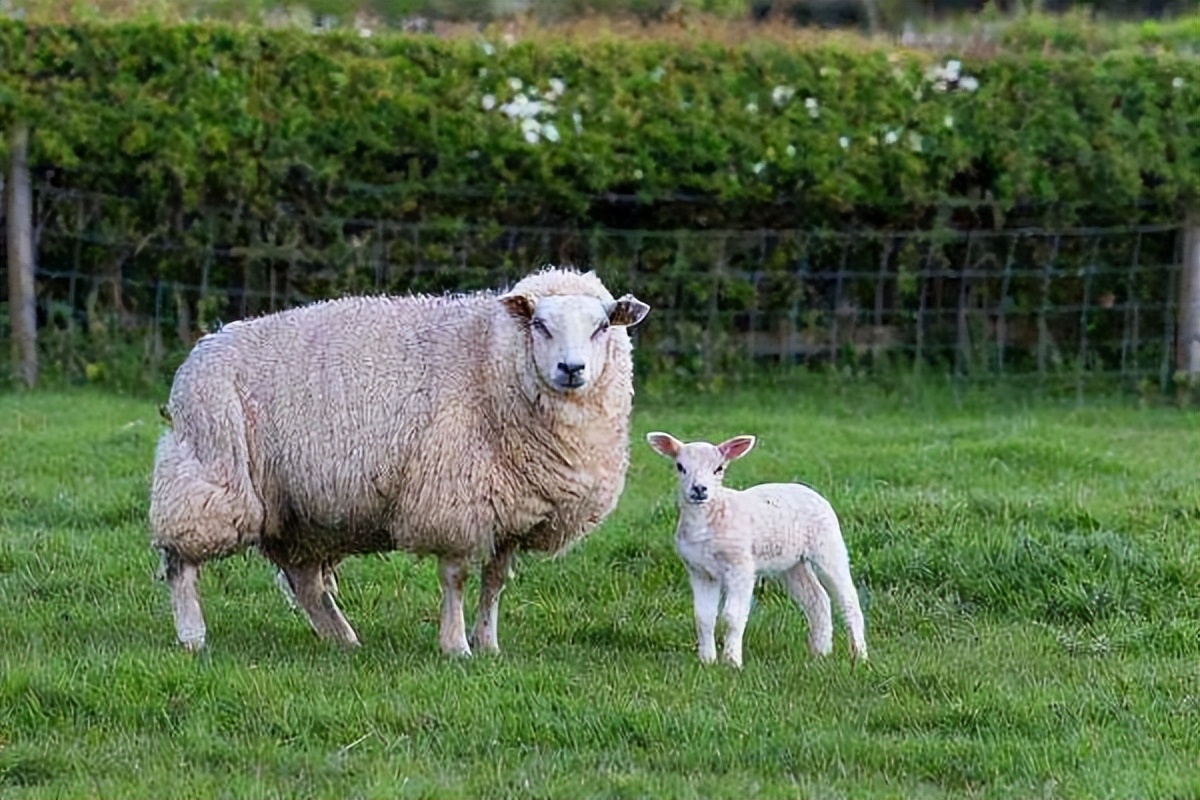 羊不吃食吃土是怎么回事,羊不吃食用什么方法好