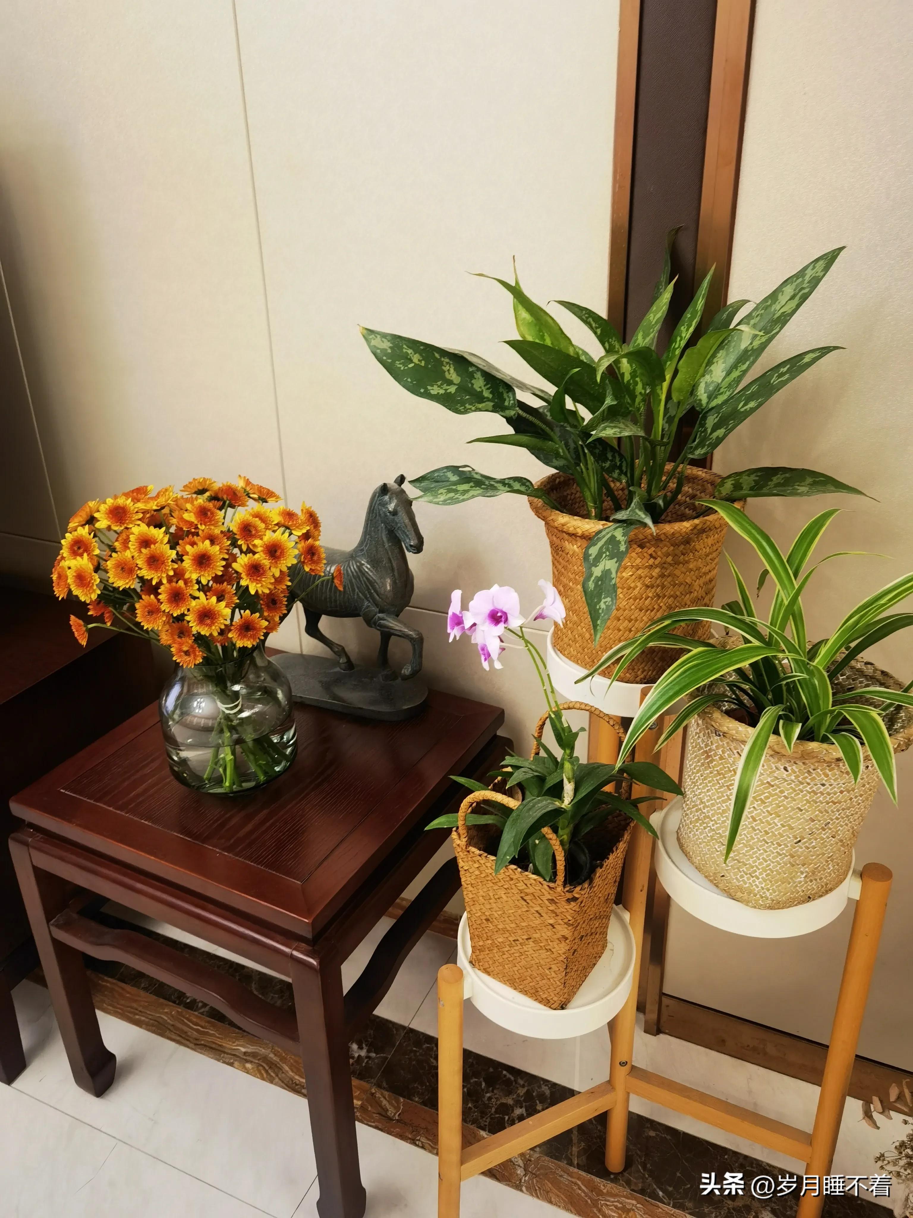 瞬间提升室内高级感的5种绿植,森系装修风格怎么在效果上展现