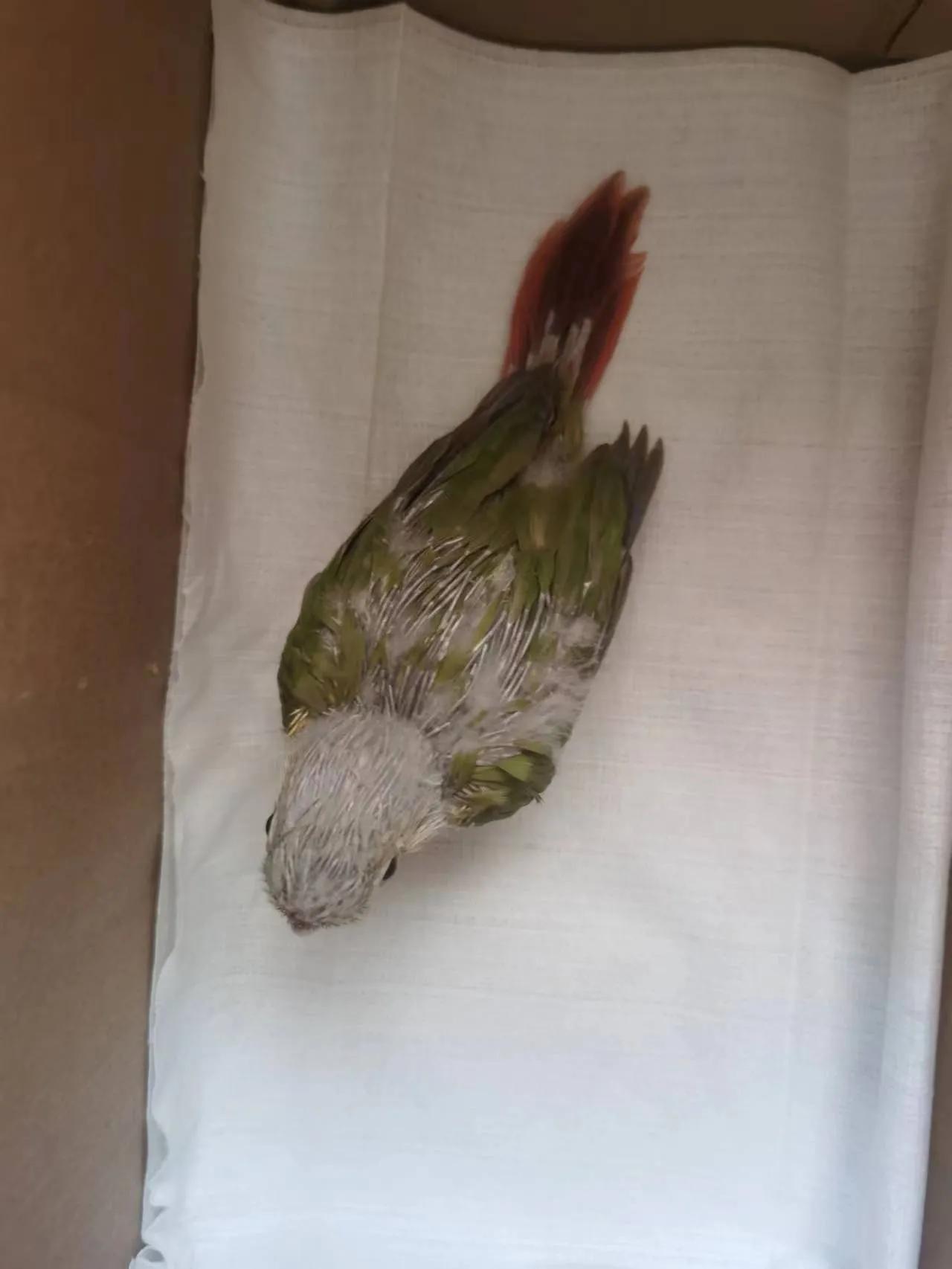 鹦鹉太粘人是什么感觉,怎么养鹦鹉很粘人