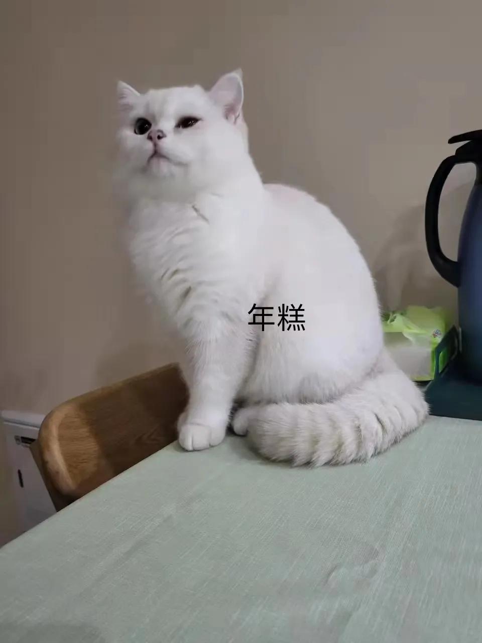 猫咪祖先长什么样,猫咪的祖先是怎么被人征服的