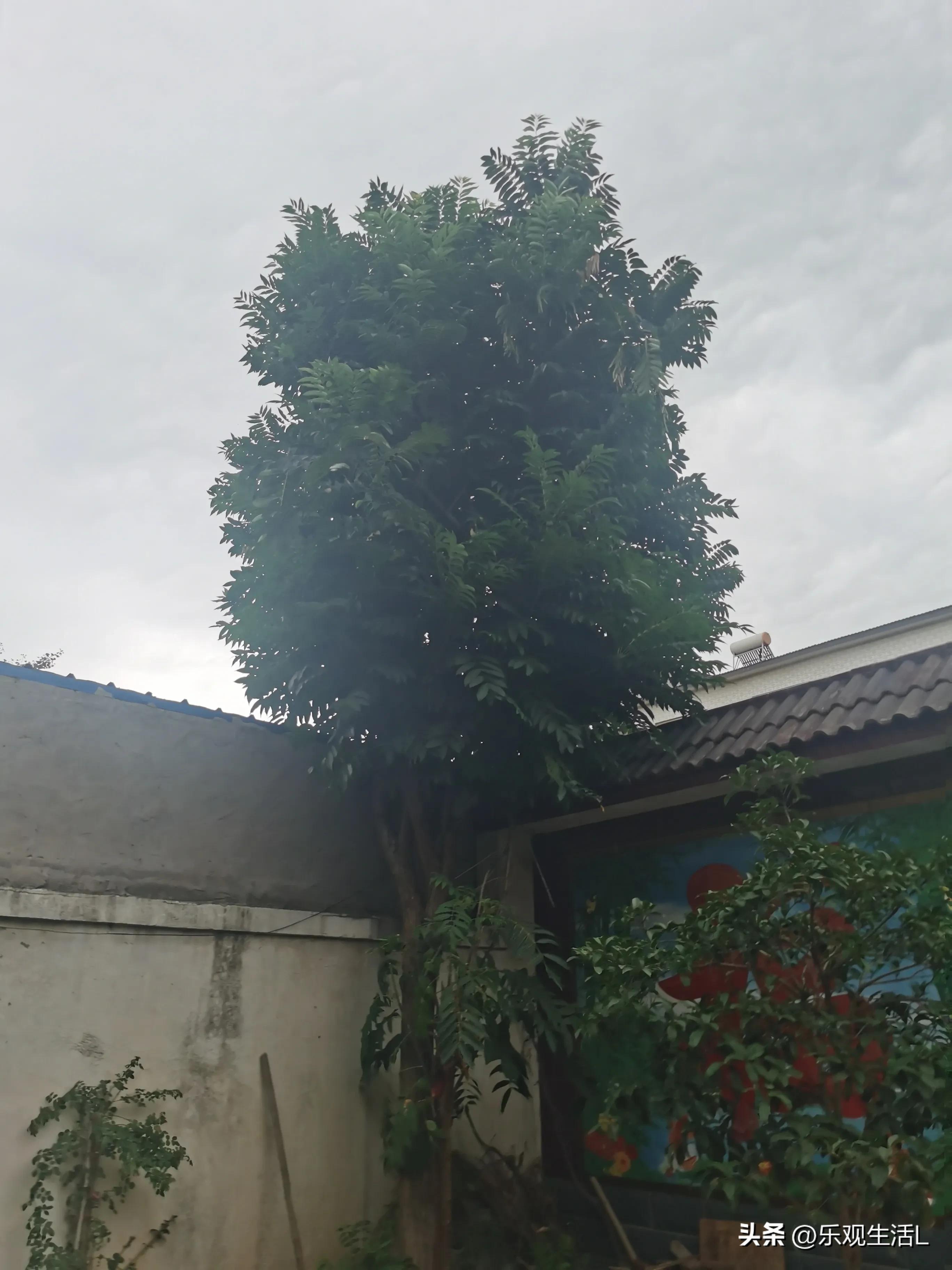 夏日的风和日丽,夏日的天空变幻莫测