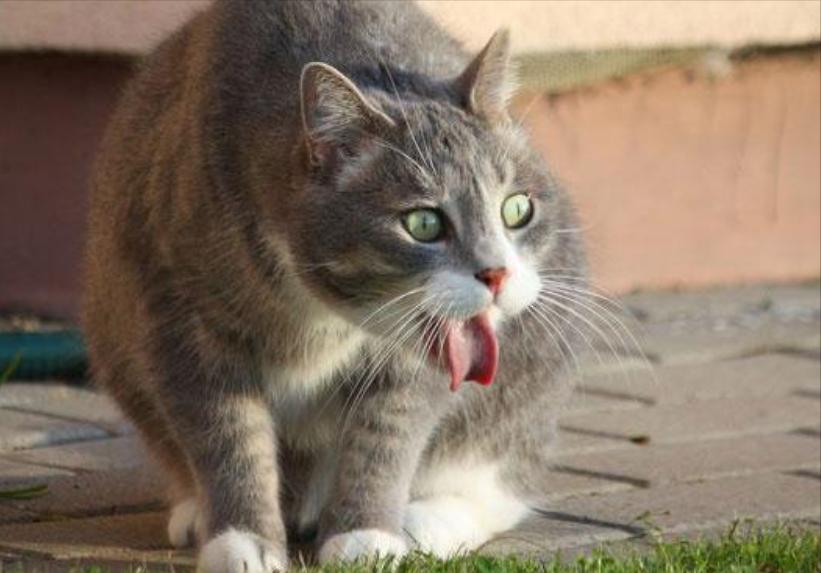 猫咪出现了病情会出现哪些反应,猫咪出现这四种表现