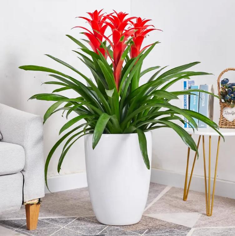 除甲醛的绿植如何摆放,屋里摆什么绿植除甲醛最快