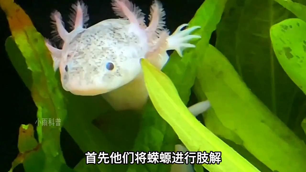 蝾螈究竟能再生多大的大脑视频,再生之王的蝾螈究竟有多厉害