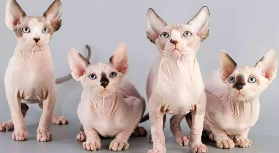十大稀有无毛猫排名,有毛的无毛猫是什么品种