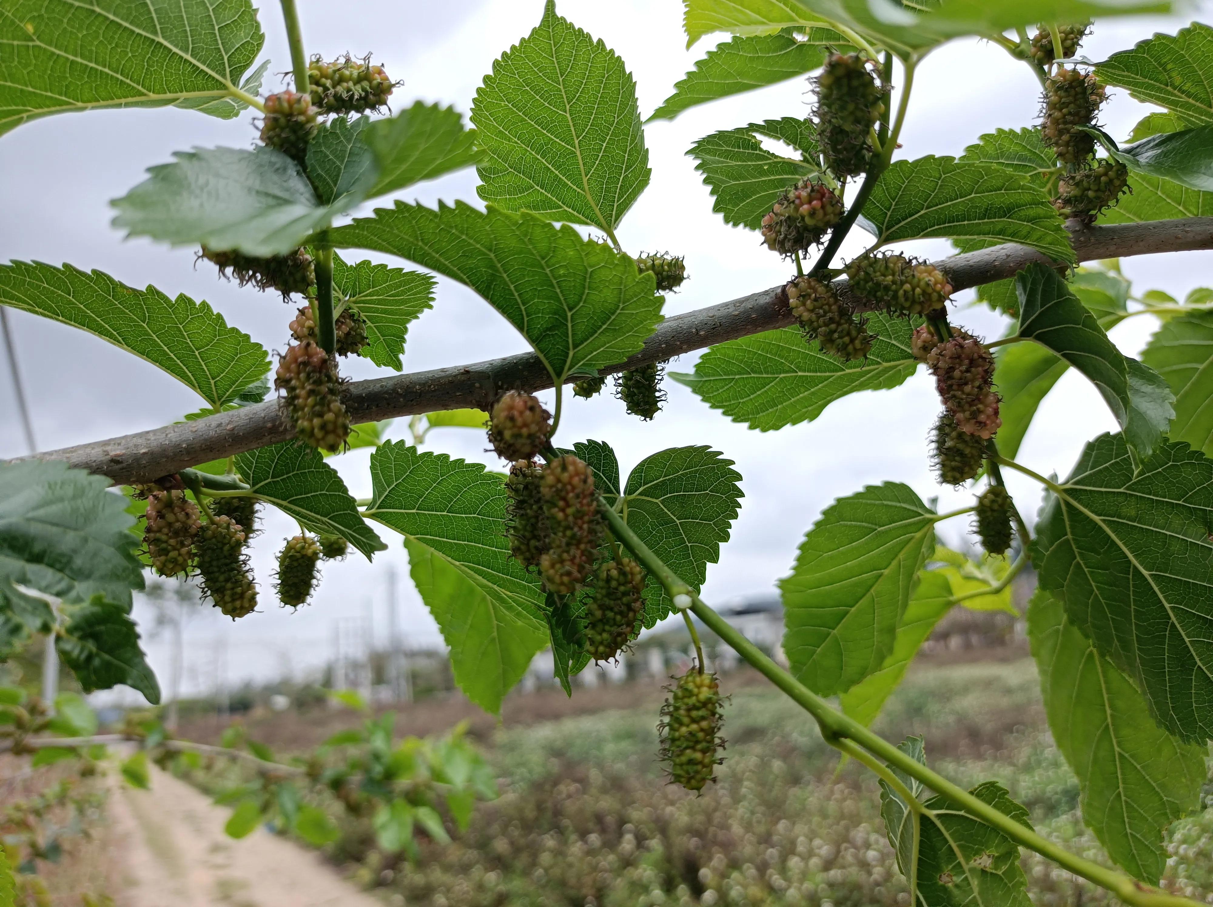 新湾乡车氏宗祠,车氏祖祠修缮