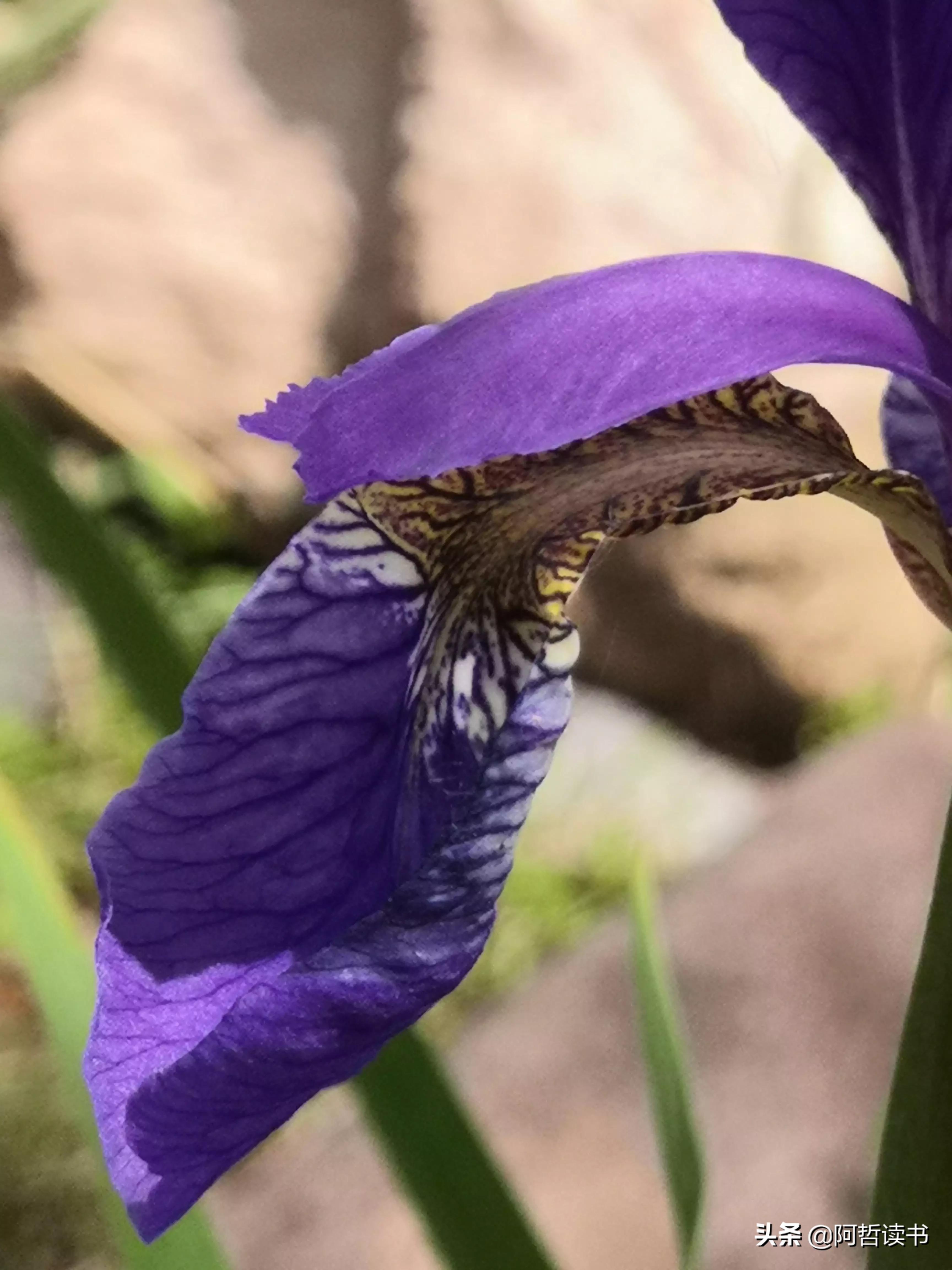 婀娜多姿鸢尾花,鸢尾花婀娜多姿