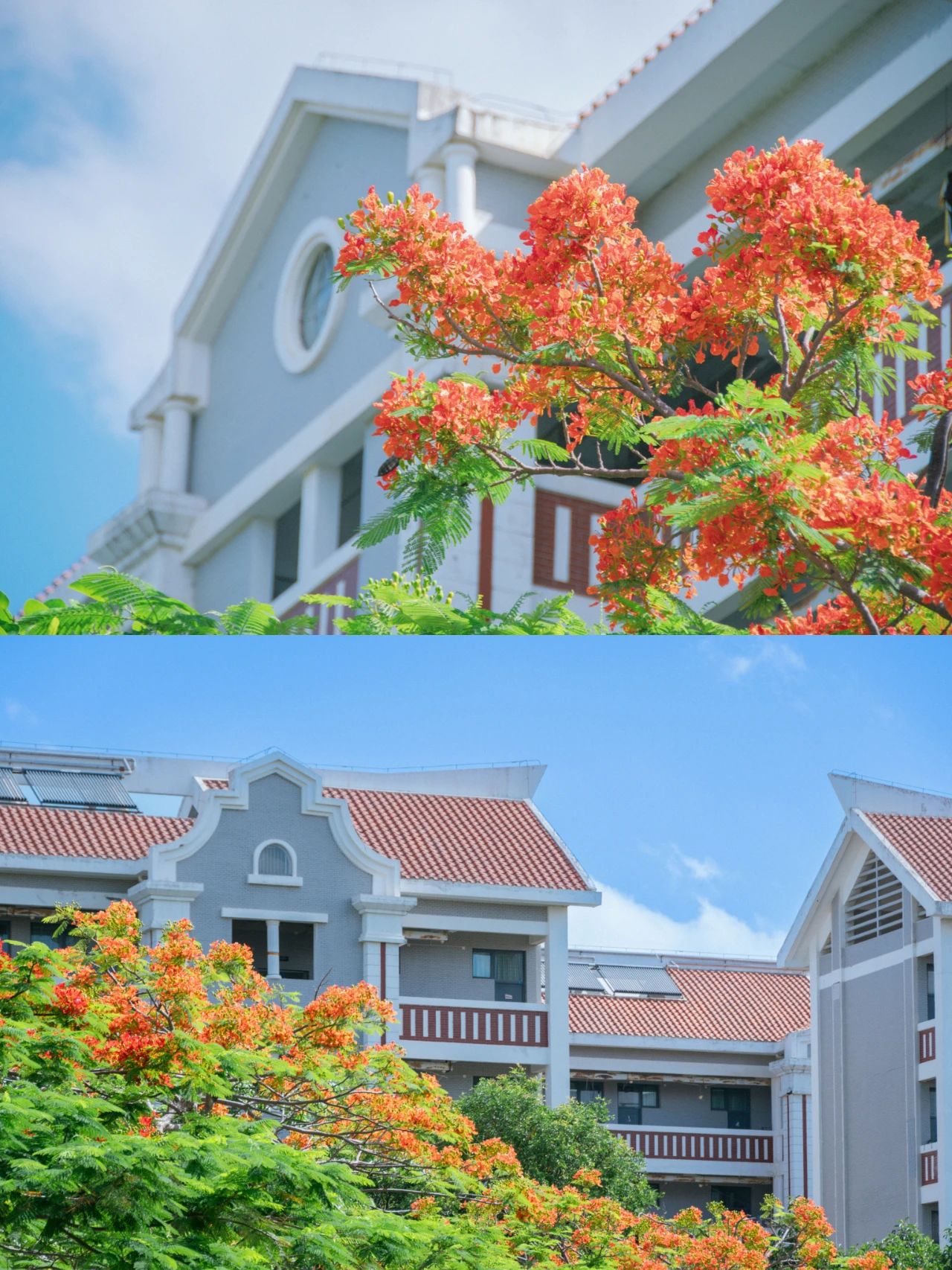 厦大蓝x凤凰花，何止灿烂！