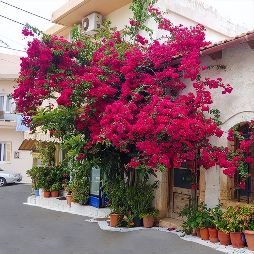 巴西三角梅爬藤骨里红,巴西三角梅爬藤