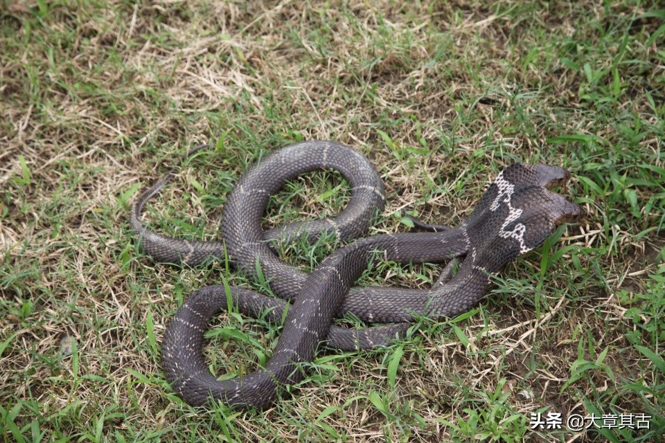舟山眼镜蛇有毒吗,最毒的海蛇排行