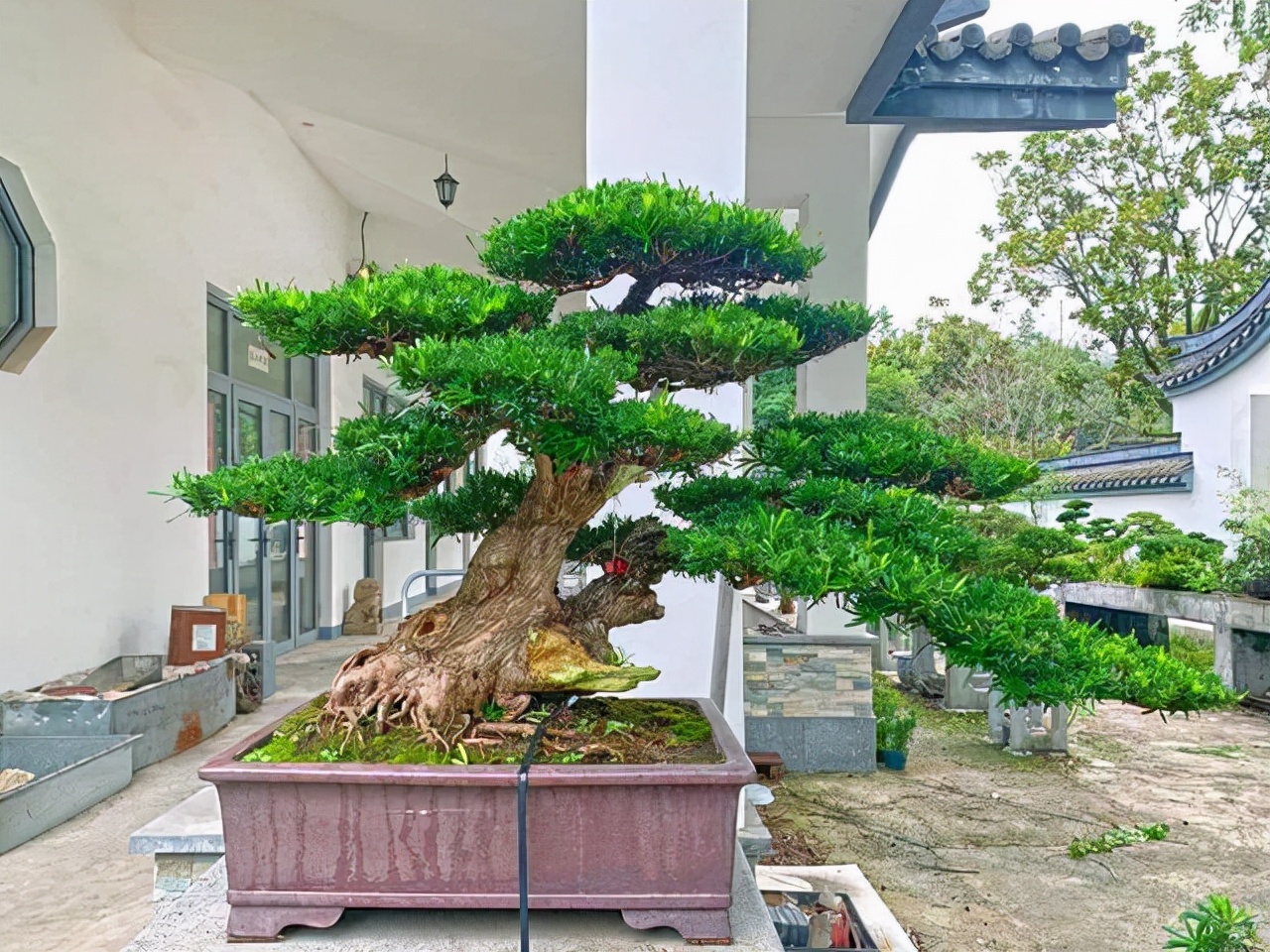 客厅有树十有九福,家中有树十家九富