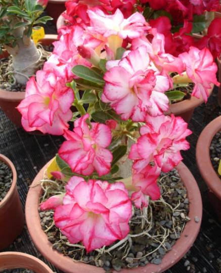 20种大毒花你家里养了吗,4种大毒花家里经常养