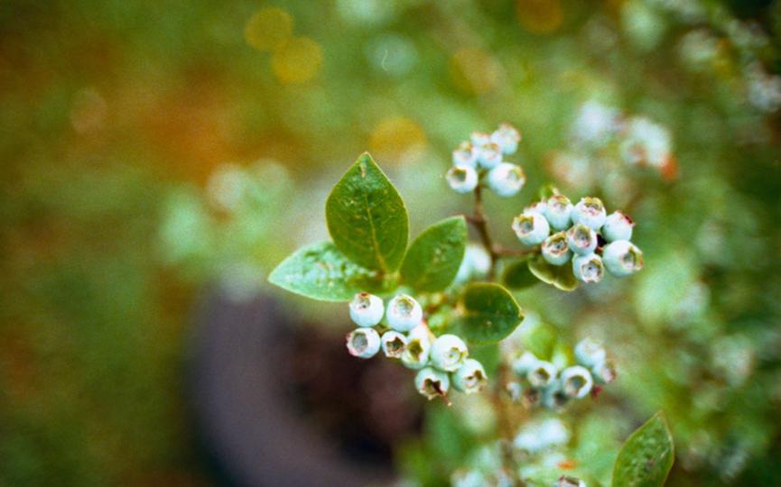大量元素水溶肥养分辨别,大量元素水溶肥功效用量