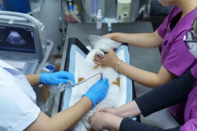 带薪撸猫遛狗,带薪撸猫日常