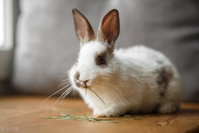 三分钟带你了解兔子解剖,三分钟带你了解bim