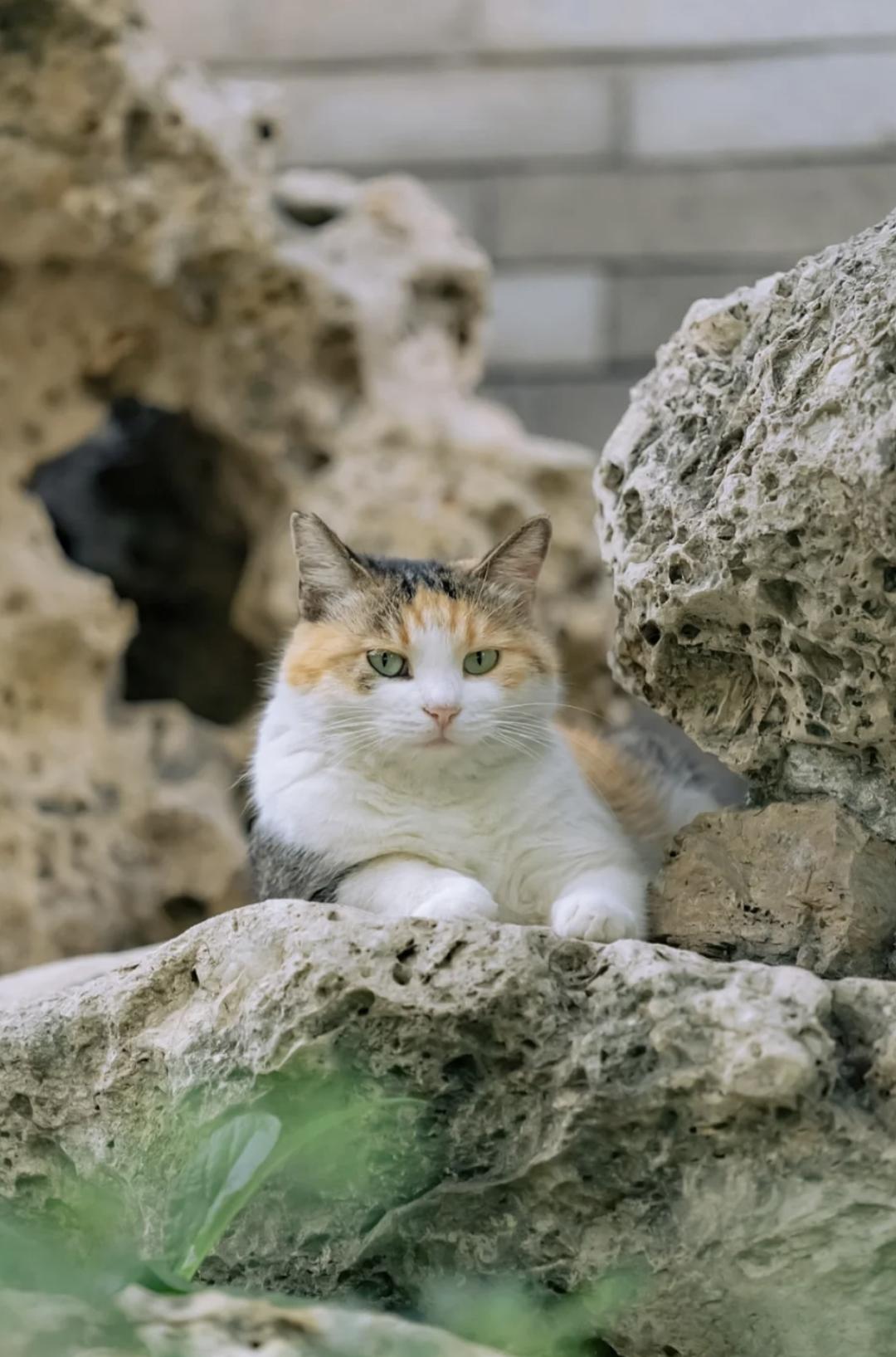 治愈系壁纸｜132张可爱小猫咪的样子