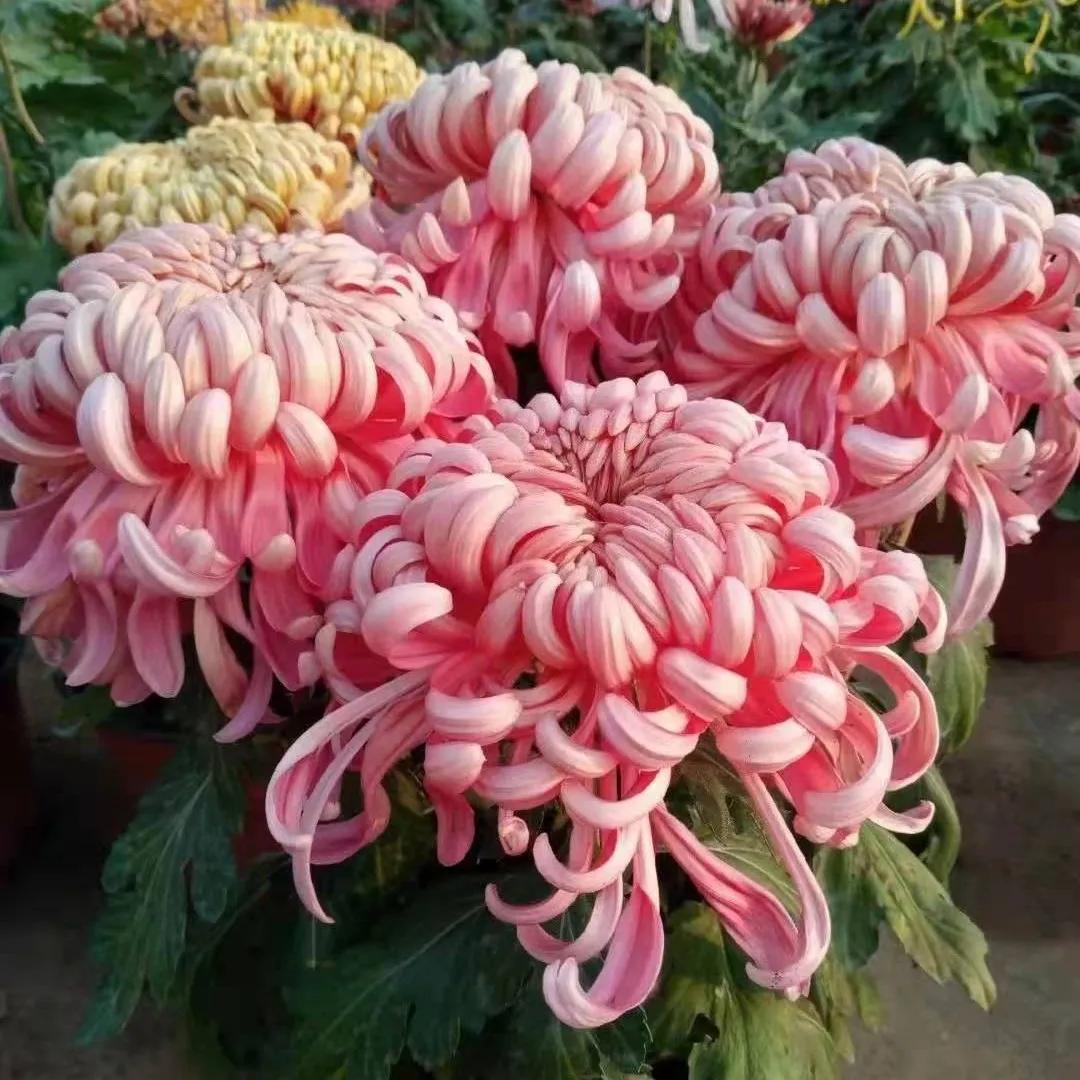 红苞喜林芋对猫咪有毒吗,什么植物对猫咪有毒