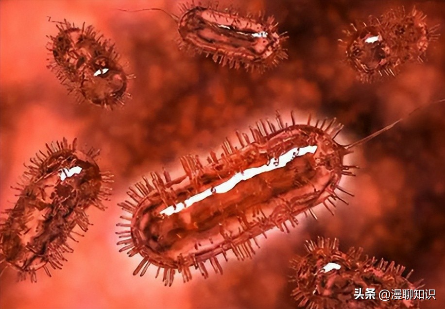 大肠杆菌的结构名称,大肠杆菌菌株基因型